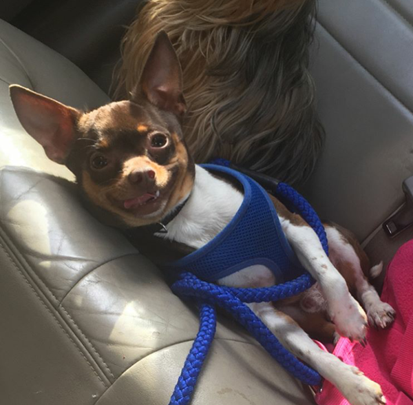 Pet Star 48.jpg